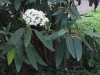 Viburnum rhytidophyllum  1122