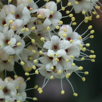 Viburnum rhytidophyllum  1125
