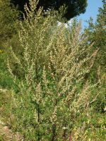 Artemisia vulgaris  1149