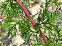 Artemisia vulgaris  1150
