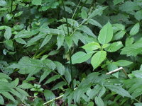 Valeriana officinalis agg.  1152
