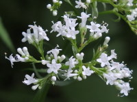Valeriana officinalis agg.  1153