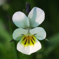 Viola arvensis  115