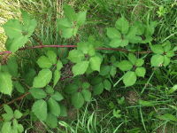 Rubus fruticosus agg.  1161