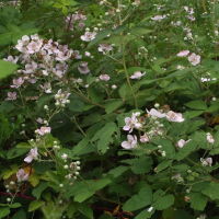 Rubus fruticosus agg.  1162