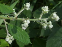 Rubus fruticosus agg.  1163
