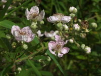 Rubus fruticosus agg.  1164