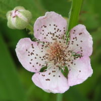 Rubus fruticosus agg.  1165