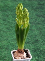 Hyacinthus orientalis  1171