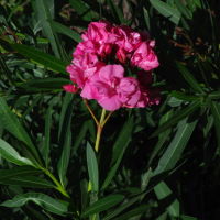 Nerium oleander  1177