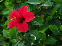 Hibiscus rosa-sinensis  1178