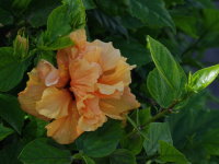 Hibiscus rosa-sinensis  1179