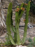 Euphorbia cf. ingens  1188