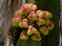 Euphorbia cf. ingens