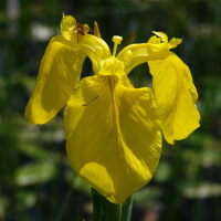 Iris pseudacorus  1209