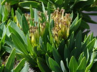 Kleinia neriifolia  1211