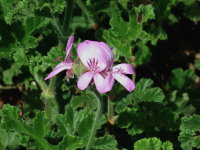 Pelargonium cf. graveolens