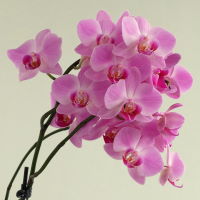 Phalaenopsis sp.  1226