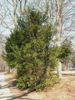 Taxus baccata  1249