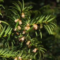 Taxus baccata  1251