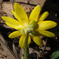 Ranunculus ficaria  1262