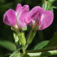 Vicia sativa subsp. nigra  1275