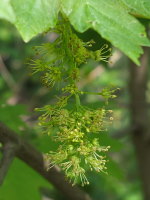 Acer pseudoplatanus  127