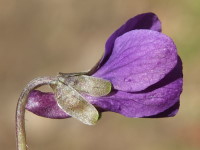 Viola odorata  1288