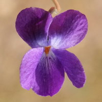 Viola odorata  1289