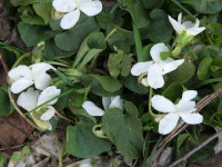Viola odorata f. albiflora  1298