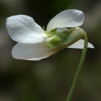 Viola odorata f. albiflora  1299