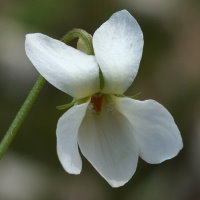 Viola odorata f. albiflora  1300