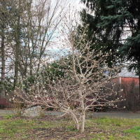 Magnolia stellata  1314