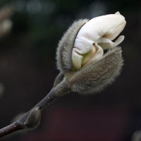 Magnolia stellata  1315