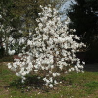 Magnolia stellata  1316