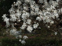 Magnolia stellata  1317
