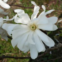 Magnolia stellata  1320