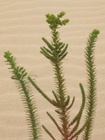 Euphorbia paralias  1358