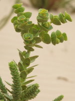 Euphorbia paralias  1359