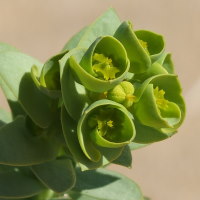 Euphorbia paralias  1360