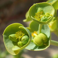 Euphorbia paralias  1361
