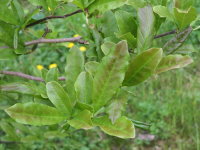 Magnolia stellata  1371