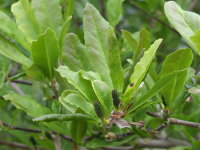 Magnolia stellata  1372