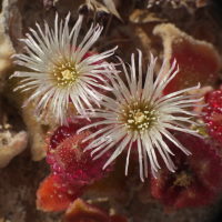 Mesembryanthemum crystallinum  1398