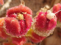 Mesembryanthemum crystallinum  1399