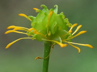Ranunculus lanuginosus  1408