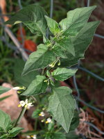 Solanum nigrum  1455