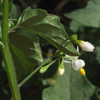 Solanum nigrum  1456