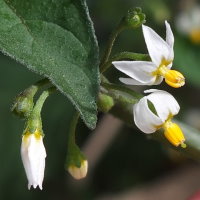 Solanum nigrum  1457