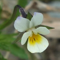 Viola arvensis  145